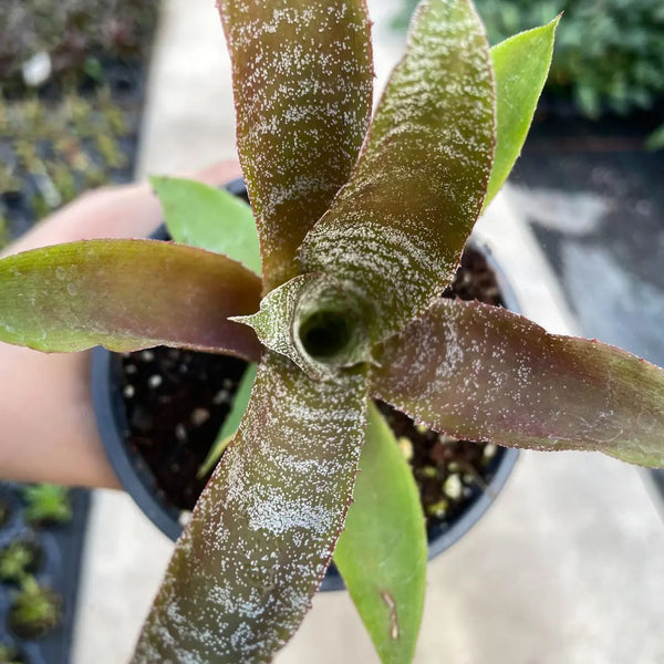 Hohenbergia 'Chocolate Tiger'
