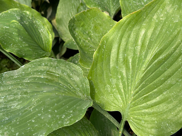 Hosta 'Lakeside Old Smokey'