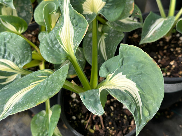 Hosta 'Lionheart'