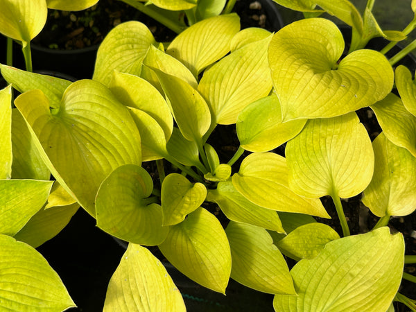 Hosta 'Little Aurora'