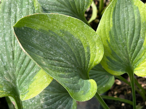 Hosta 'Parky's Prize'