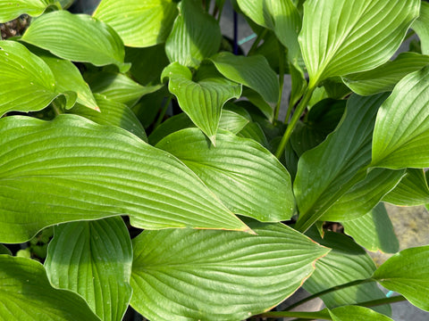 Hosta 'Purple Glory'