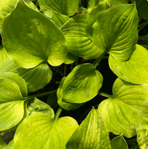 Hosta 'Amber Tiara'