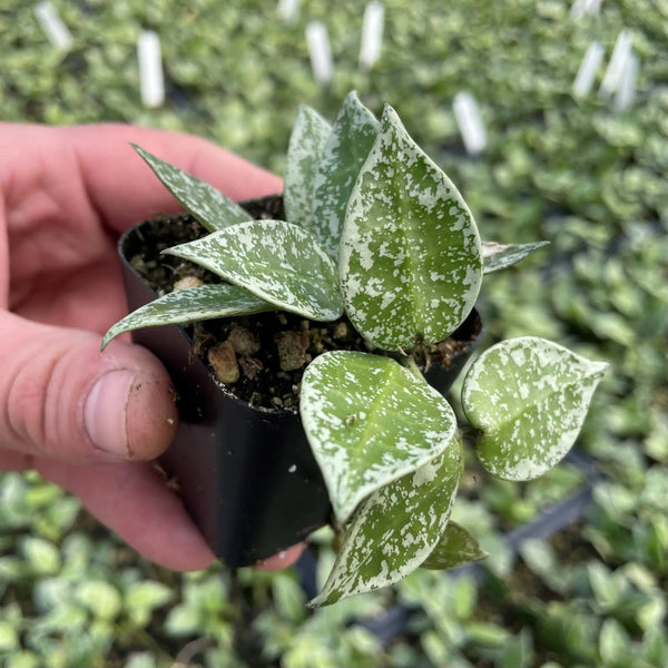 Hoya krohniana 'Eskimo' (aka 'Splash')