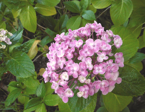 Hydrangea macrophylla 'Ayesha'