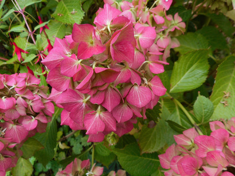 Hydrangea macrophylla 'Glowing Embers'