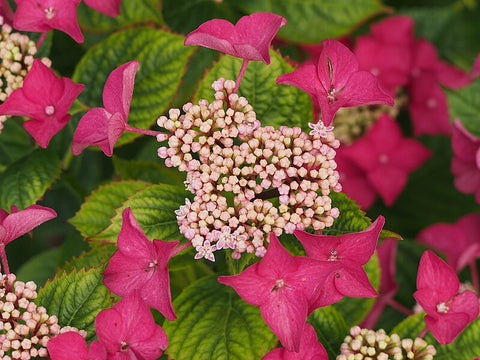 Hydrangea macrophylla 'Rotschwanz'