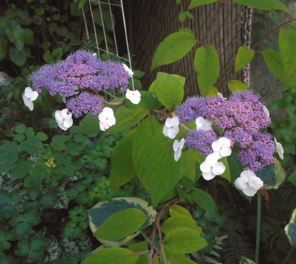 Hydrangea aspera 'Villosa'