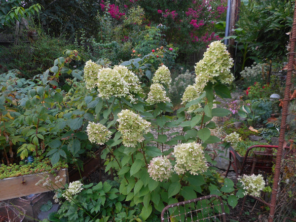 Hydrangea paniculata 'Limelight'