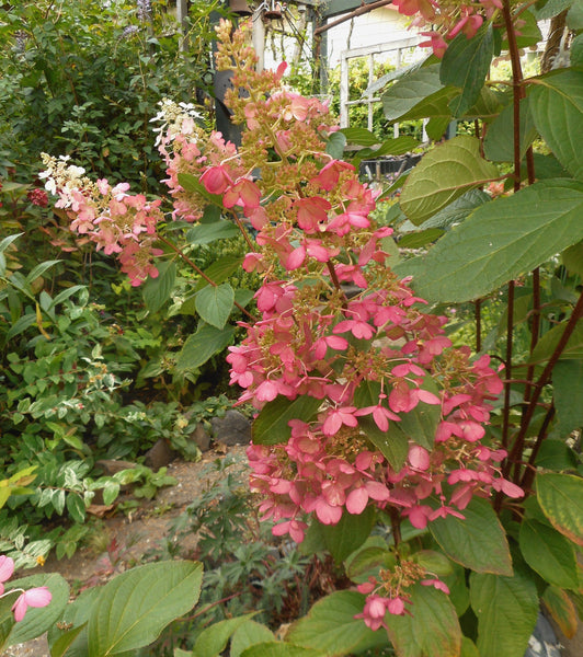 Hydrangea paniculata 'Pinky Winky'