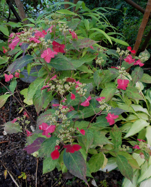 Hydrangea serrata 'O Amacha Nishiki'