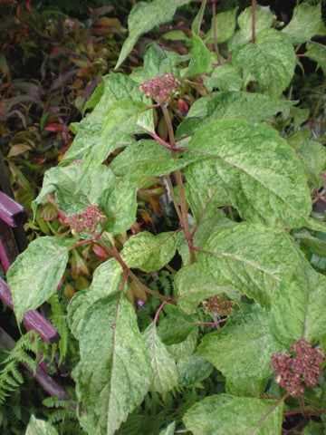 Hydrangea serrata 'Omacha' (Hydrangea serrata 'Amacha')