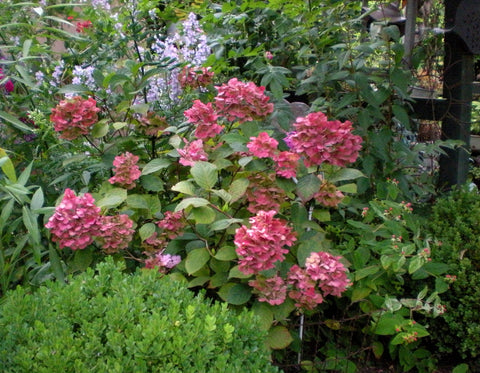 Hydrangea 'Preziosa'