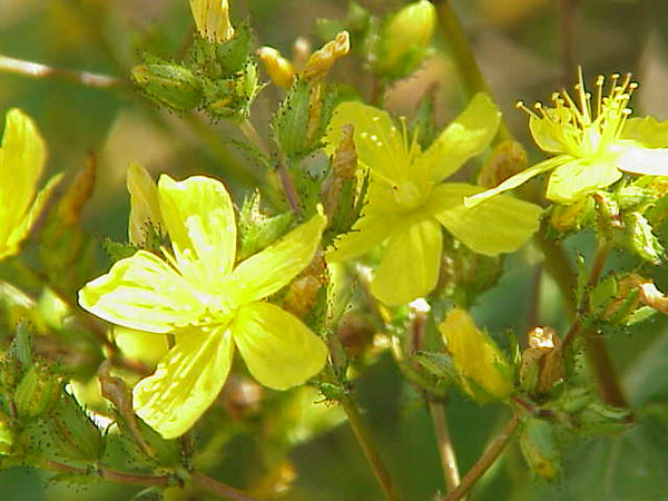 Hypericum tomentosum