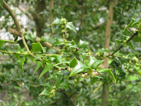 Ilex pernyi