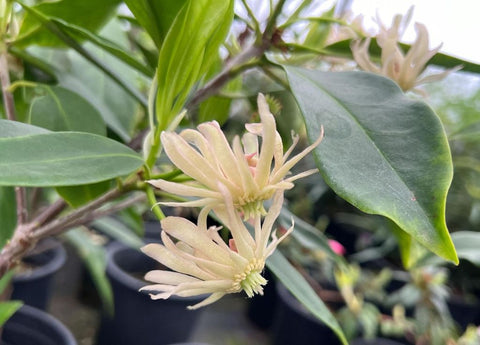 Illicium 'Pink Stars'