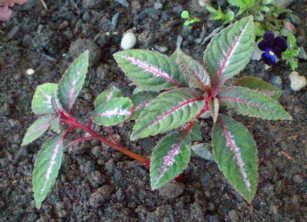 Impatiens omeiana 'Silver Pink'