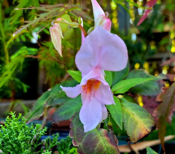 Impatiens qingchengshanica