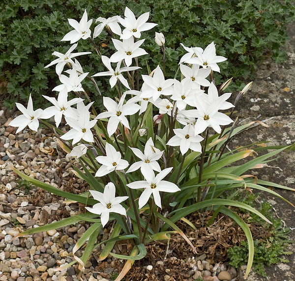 Ipheion 'Alberto Castillo' aka Alberto Castillo Spring Starflower