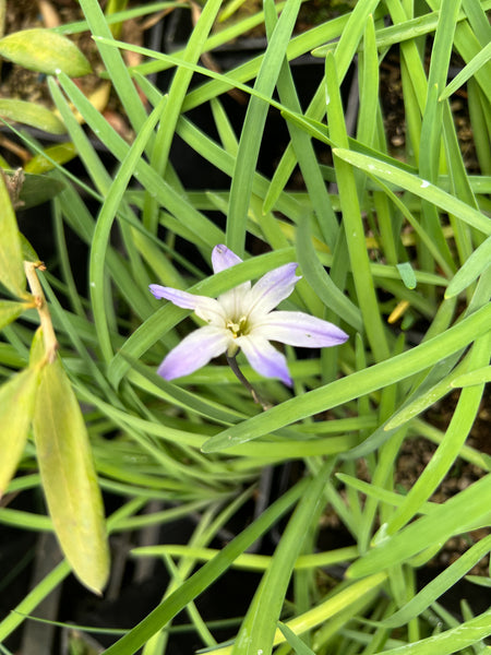 Ipheion uniflorum 'Froyle Mill'