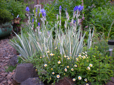 Iris pallida 'Variegata'