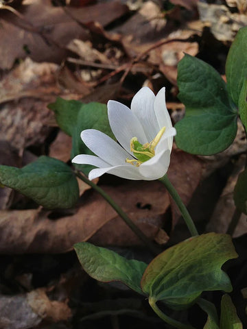 Jeffersonia diphylla