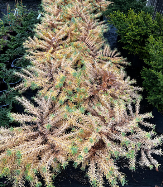 Larix kaempferi 'Tunis' (aka 'Pévé Tunnis')