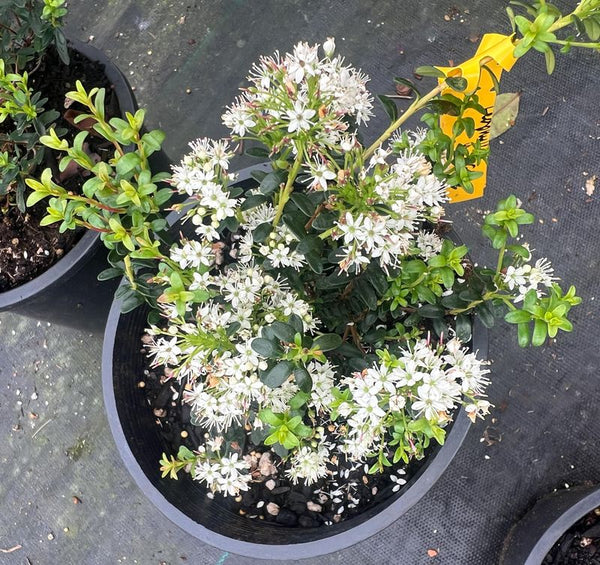 Kalmia buxifolia (aka Leiophyllum buxifolium, Sand Myrtle)