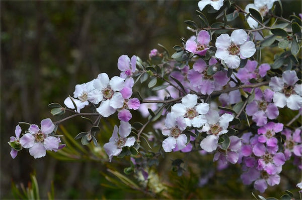 Leptospermum sericeum