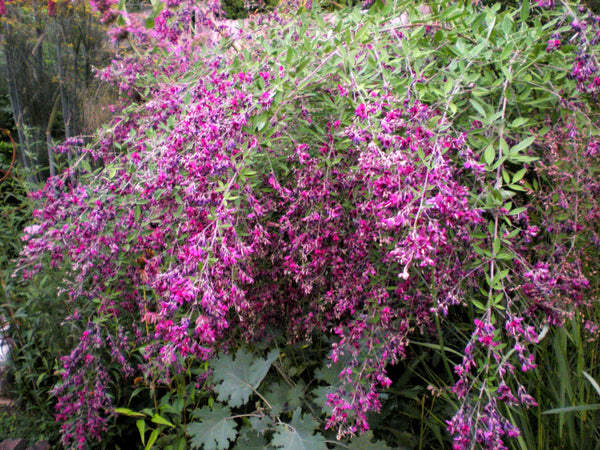 Lespedeza thunbergii 'Gibraltar'