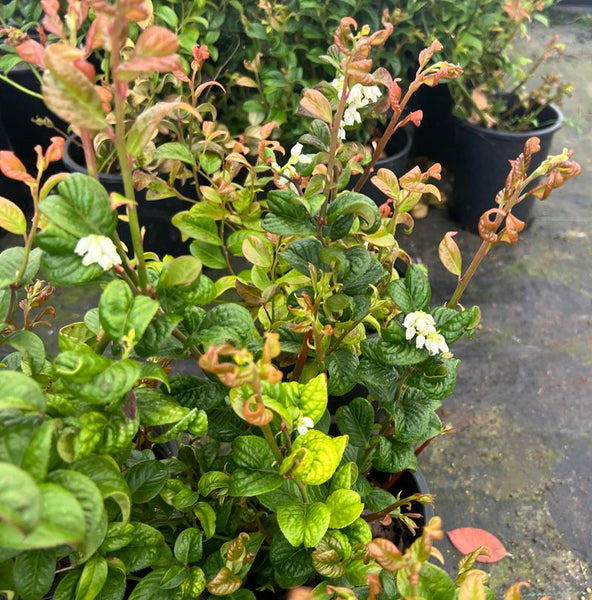 Leucothoe axillaris 'Curly Red'