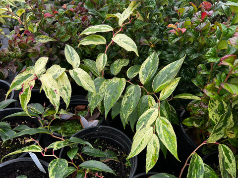 Leucothoe fontanesiana 'Rainbow'