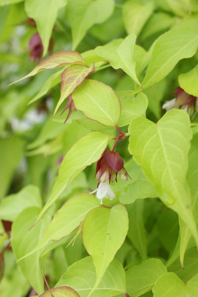 Leycesteria formosa ‘Golden Lanterns’