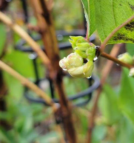 Lonicera purpusii 'Winter Beauty'