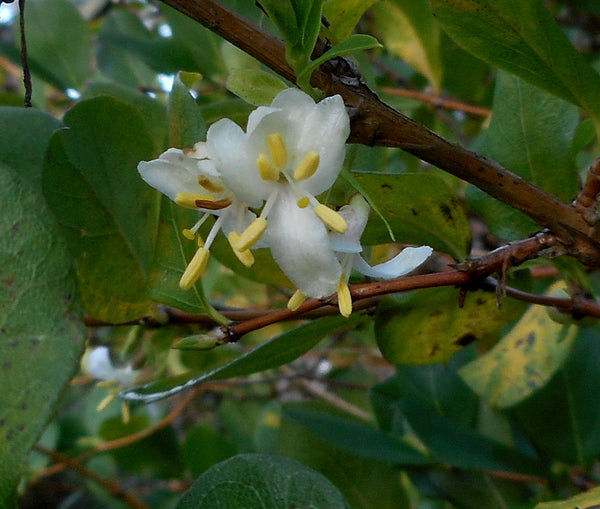 Lonicera fragrantissima