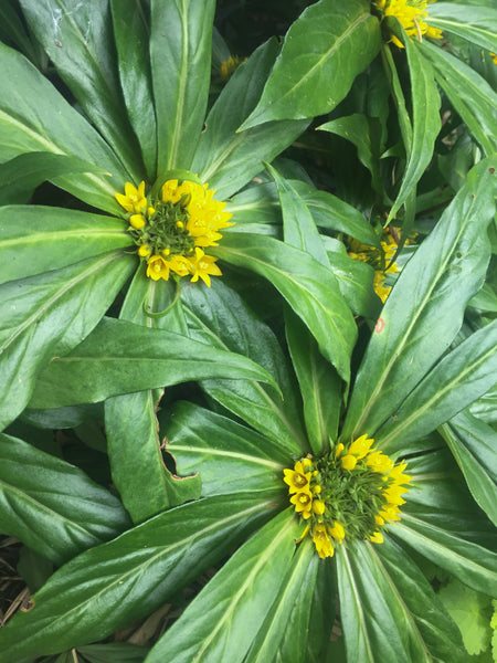 Lysimachia paridiformis var. stenophylla