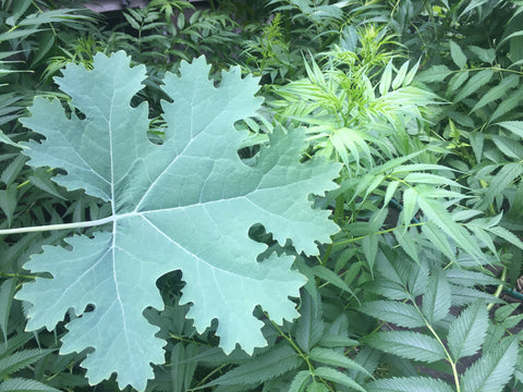 Macleaya cordata (Plume Poppy)