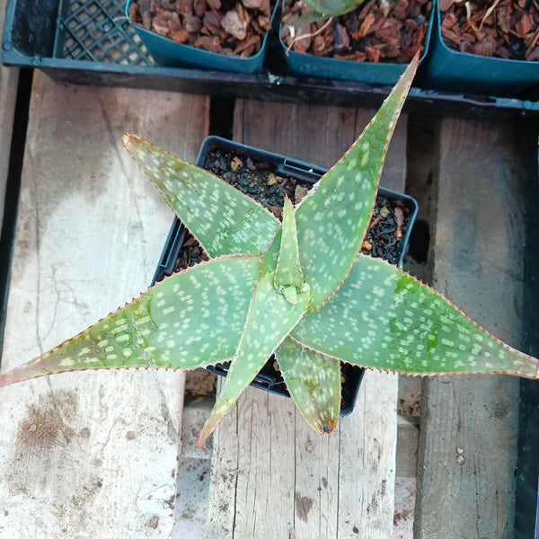 Aloe maculata (Maculate Aloe)