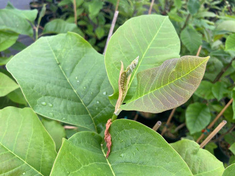 Magnolia x 'Felix Jury'