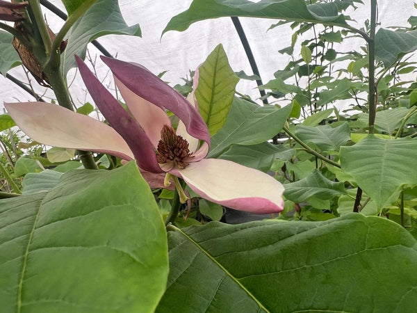 Magnolia 'Black Beauty'