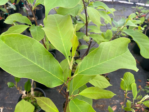 Magnolia 'Peppermint Stick'