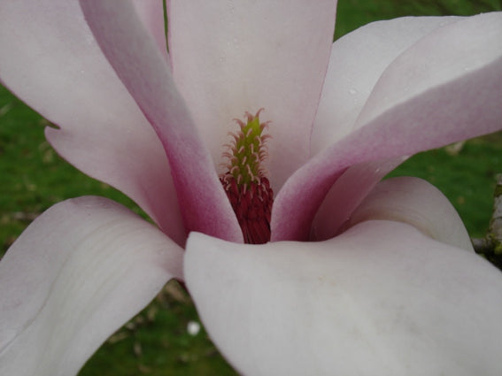 Magnolia 'Anne Rosse'