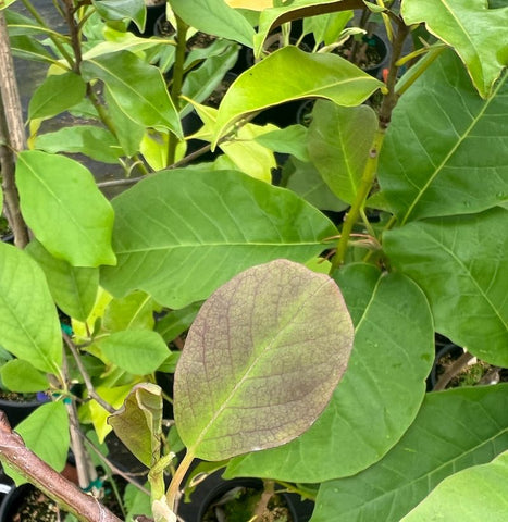 Magnolia dawsoniana 'Clarke'