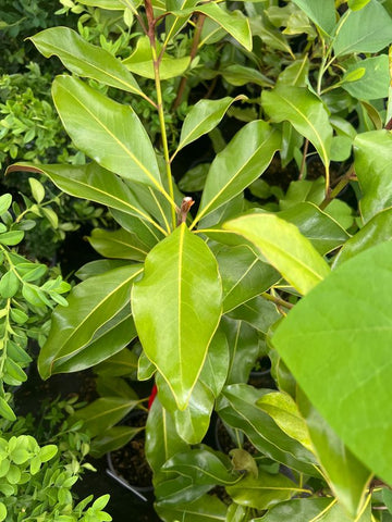 Magnolia grandiflora 'Bracken's Brown Beauty'