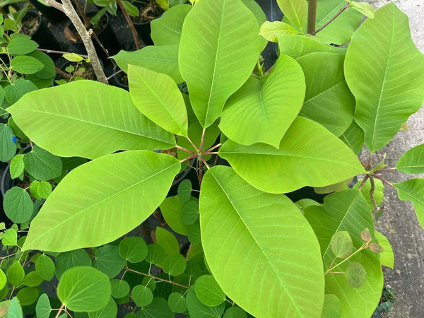 Magnolia hypoleuca aka Magnolia obovata