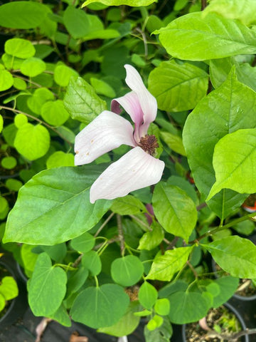 Magnolia liliflora 'O'Neill'