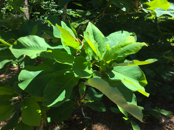 Magnolia macrophylla var. ashei aka Ashe Magnolia