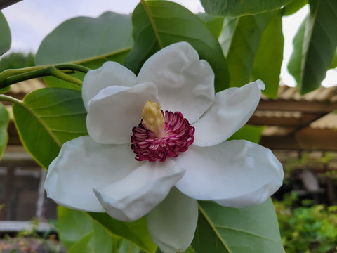 Magnolia sieboldii