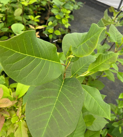 Magnolia x soulangeana 'Deep Purple Dream'