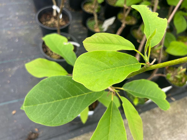 Magnolia sprengeri 'Burncoose'